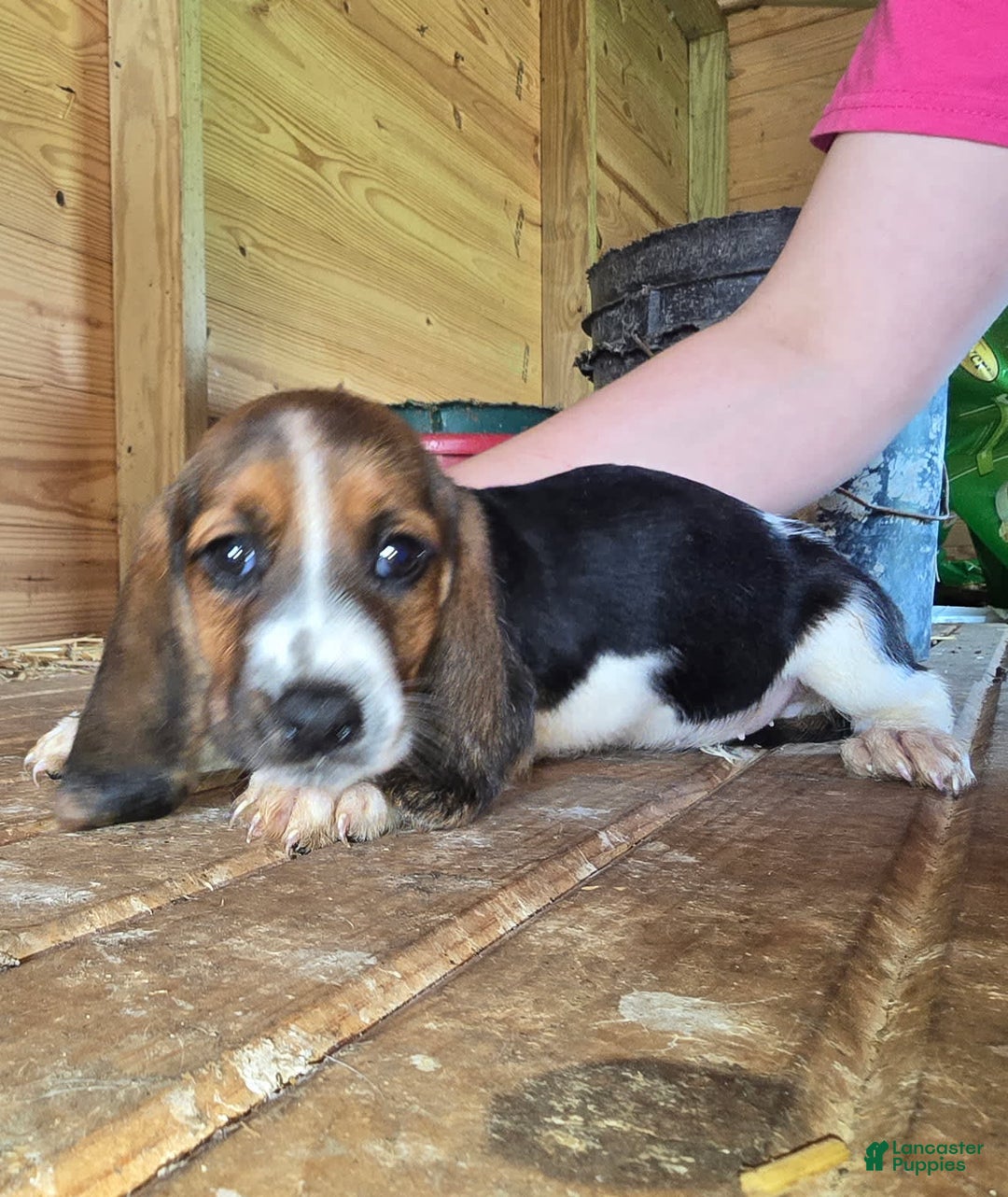 Basset Hound dogs for sale: Beth - Image 4