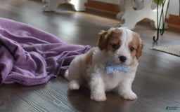 Cavachon dogs for sale: Rusty - Image 1