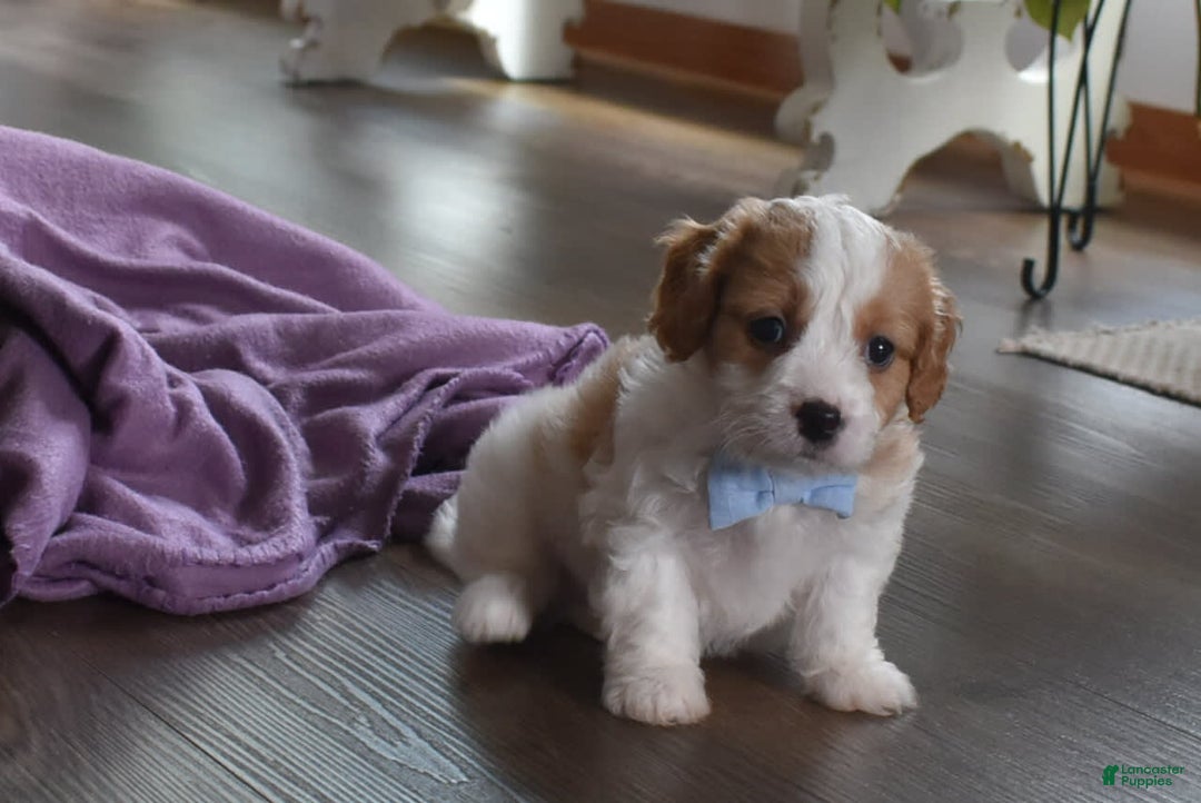 Cavachon dogs for sale: Rusty - Image 1