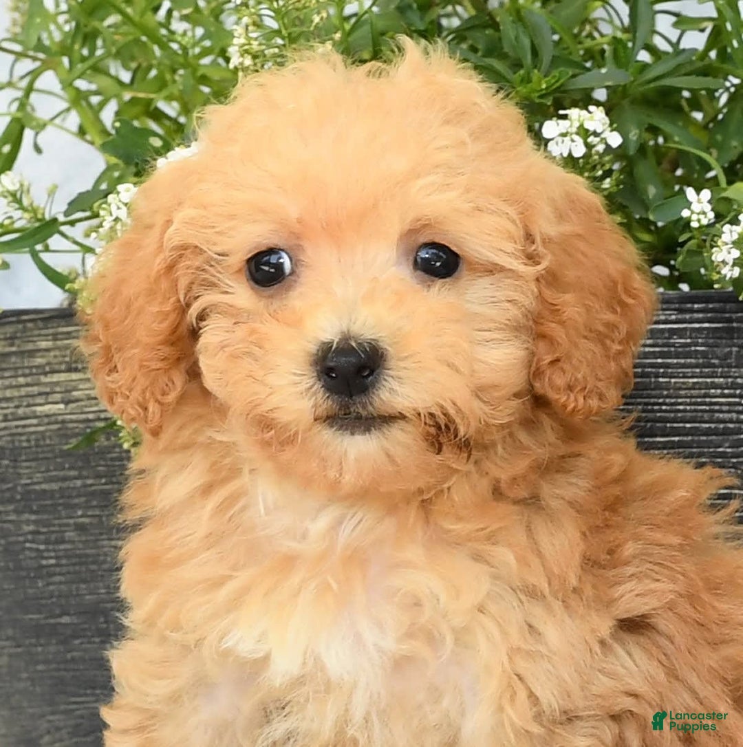 Havapoo dogs for sale: Mocha - Image 3