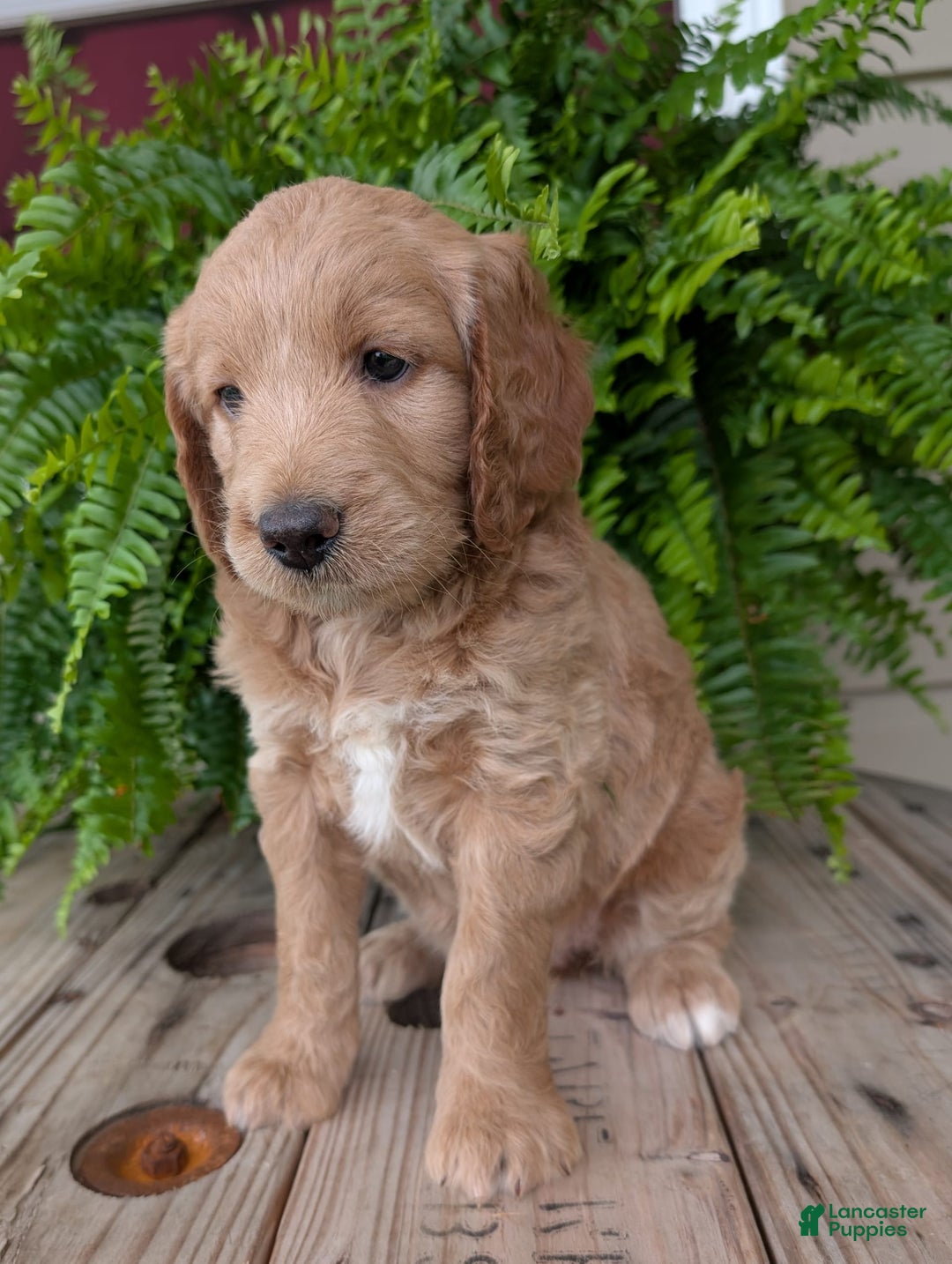 Goldendoodle dogs for sale: Lolly - Image 19
