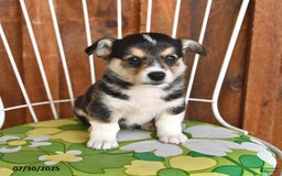 Welsh Corgi Pembroke dogs for sale: Sunny - Image 1