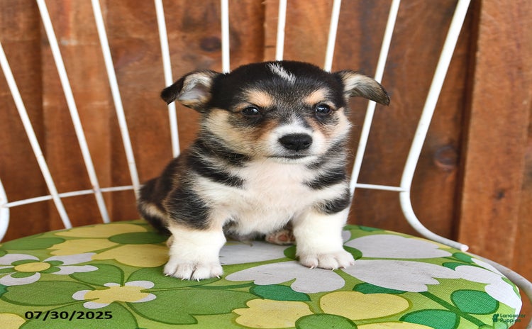 Welsh Corgi Pembroke dogs for sale - Ad 3