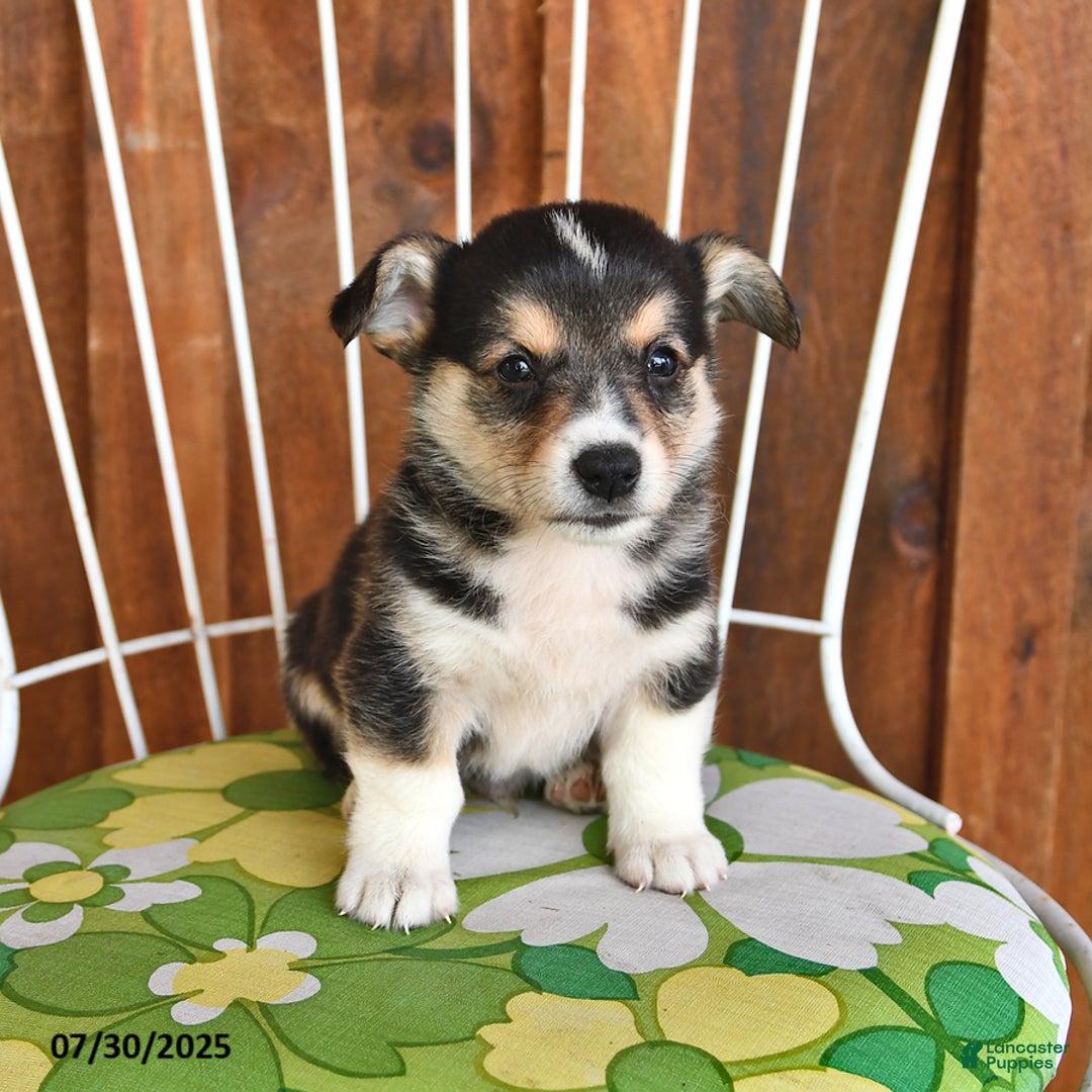 Welsh Corgi Pembroke dogs for sale: Sunny - Image 1