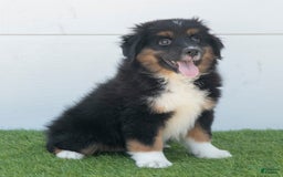 Australian Shepherd dogs for sale: Oscar - Image 12