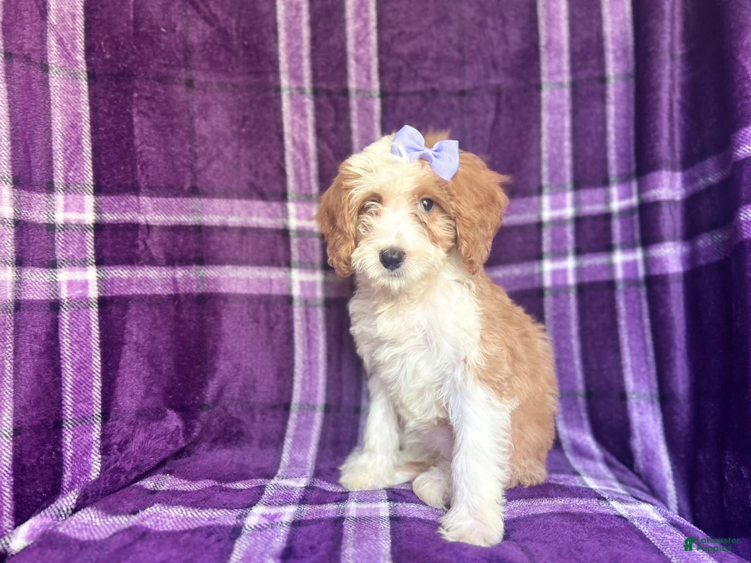 Cavapoo dogs for sale: Sophie - Image 5