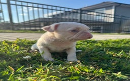 Pug dogs for sale: Selene - Image 3