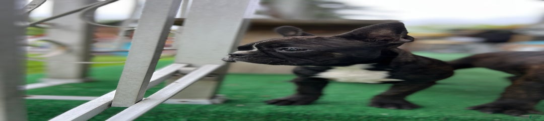 Ursla