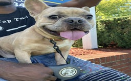 French Bulldog dogs for sale: Sosa - Image 1