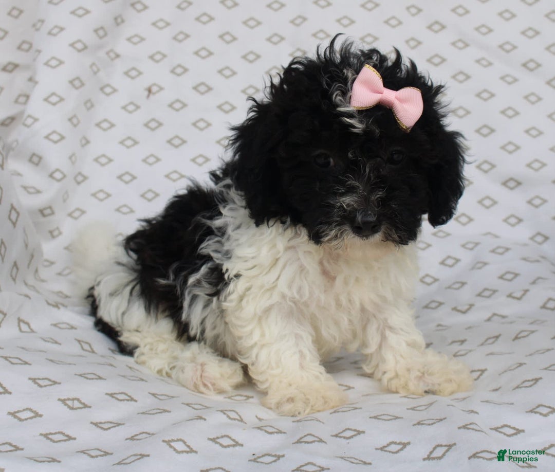 Shihpoo dogs for sale: Sally - Image 1
