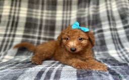 Mini Goldendoodle dogs for sale: Nelly - Image 2