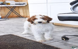 Goldendoodle dogs for sale: Oliver - Image 5