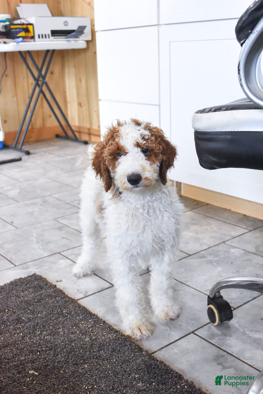 Goldendoodle dogs for sale: Oliver - Image 5