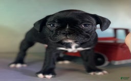 Frenchton dogs for sale: Coal Dna Clear - Image 8