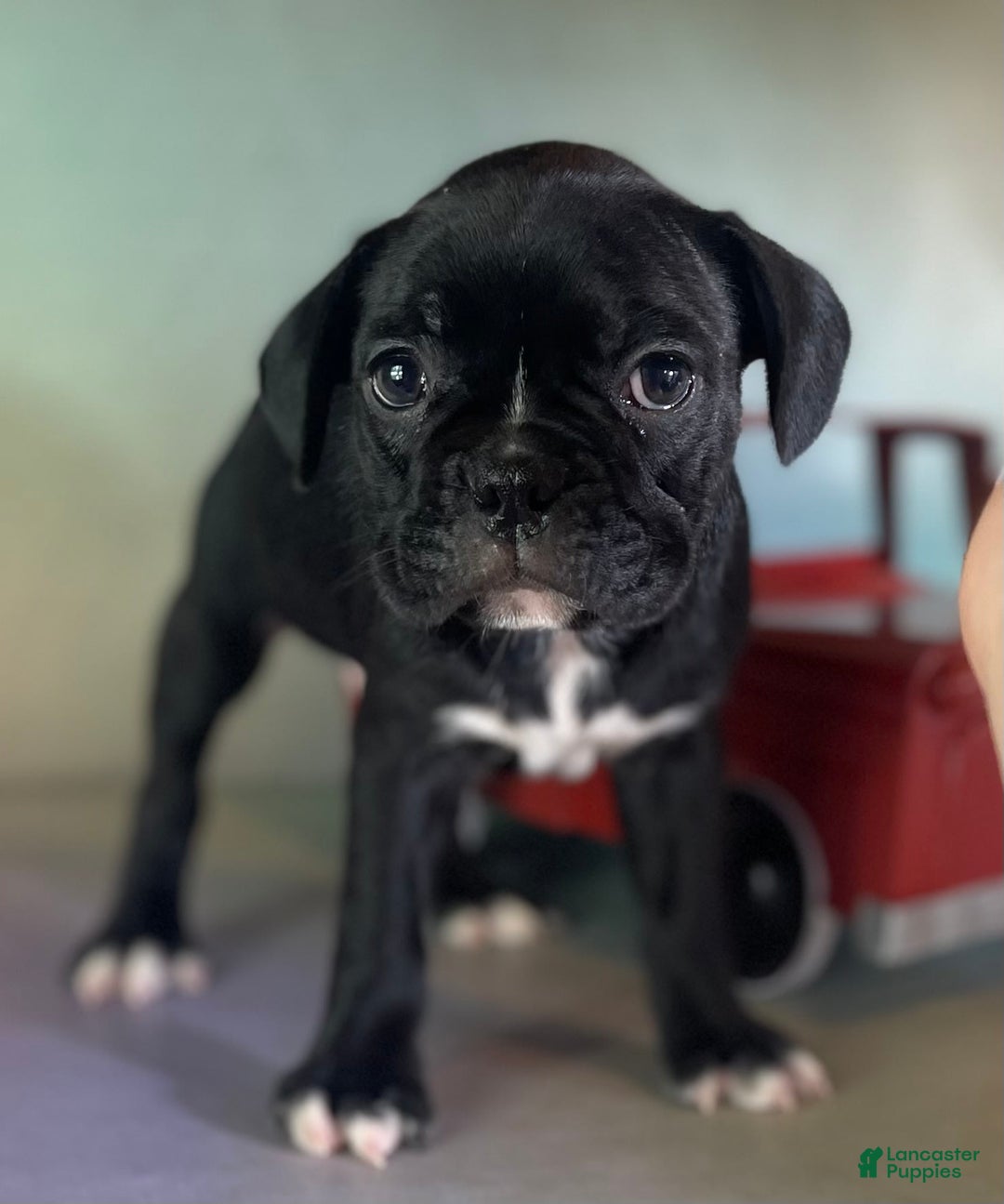 Frenchton dogs for sale: Coal Dna Clear - Image 8