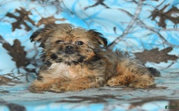 Shorkie dogs for sale: Hudson - Image 13