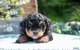 Mini Bernedoodle dogs for sale: Kip - Image 1