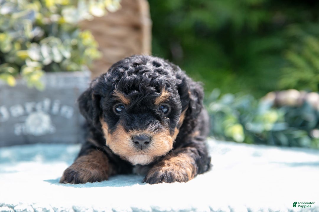 Mini Bernedoodle dogs for sale: Kip - Image 1