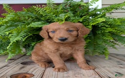 Goldendoodle dogs for sale: Flip - Image 37