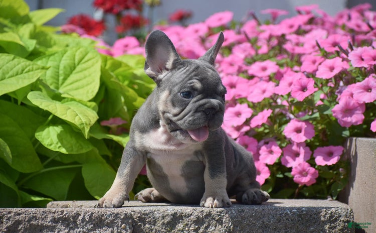 French Bulldog dogs for sale - Ad 2