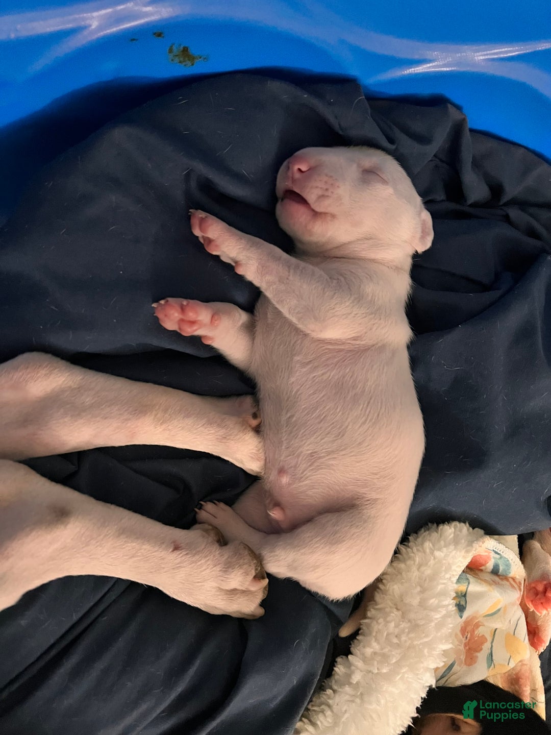 Bull Terrier dogs for sale: Fatso - Image 2