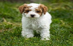 Toy Poodle dogs for sale: Pepper Lace - Image 7