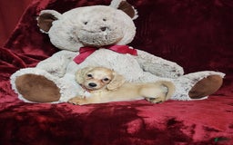 Miniature Dachshund dogs for sale: Nugget - Image 28