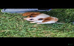 Cavalier King Charles Spaniel dogs for sale: Chip - Image 2