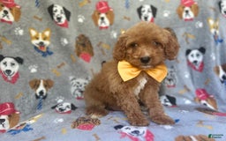 Cavapoo dogs for sale: Kade - Image 2