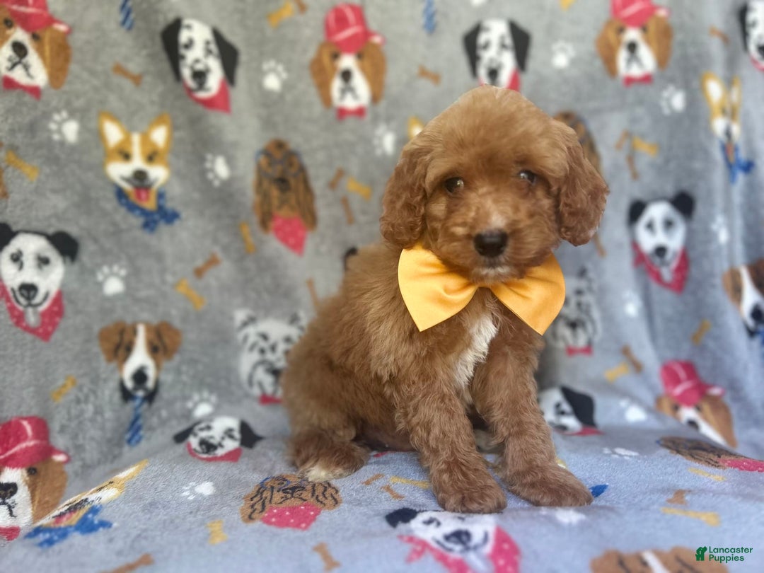 Cavapoo dogs for sale: Kade - Image 2