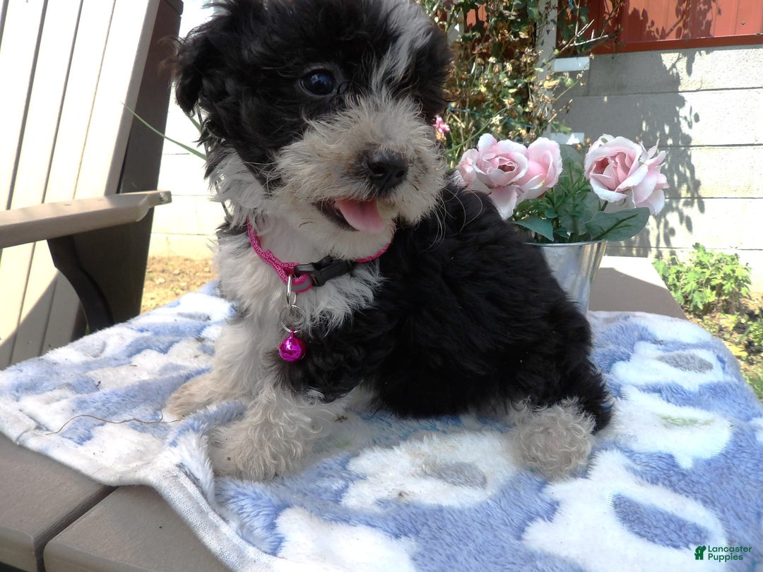 Aussiedoodle dogs for sale: Marcy - Image 1