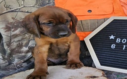 Redbone Coonhound dogs for sale: Boone - Image 2