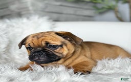Beabull dogs for sale: Beabull 5 puppies - Image 5