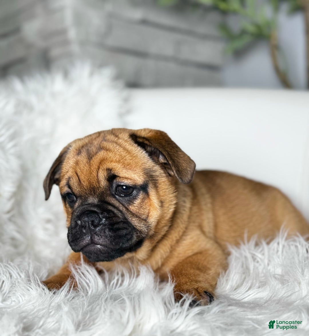 Beabull dogs for sale: Beabull 5 puppies - Image 5