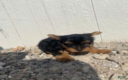 Yorkshire Terrier dogs for sale: Dewey - Image 2