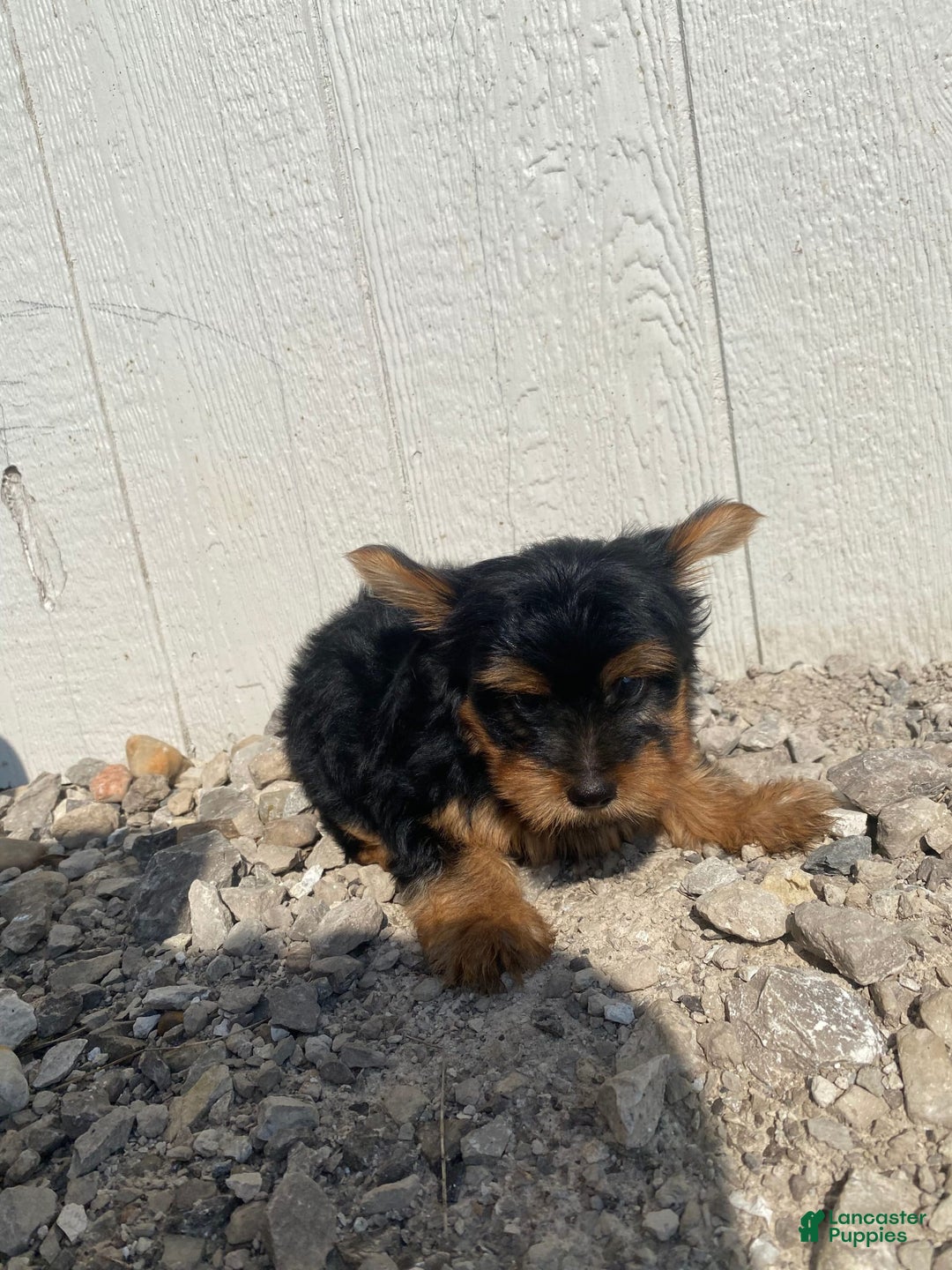 Yorkshire Terrier dogs for sale: Dewey - Image 2