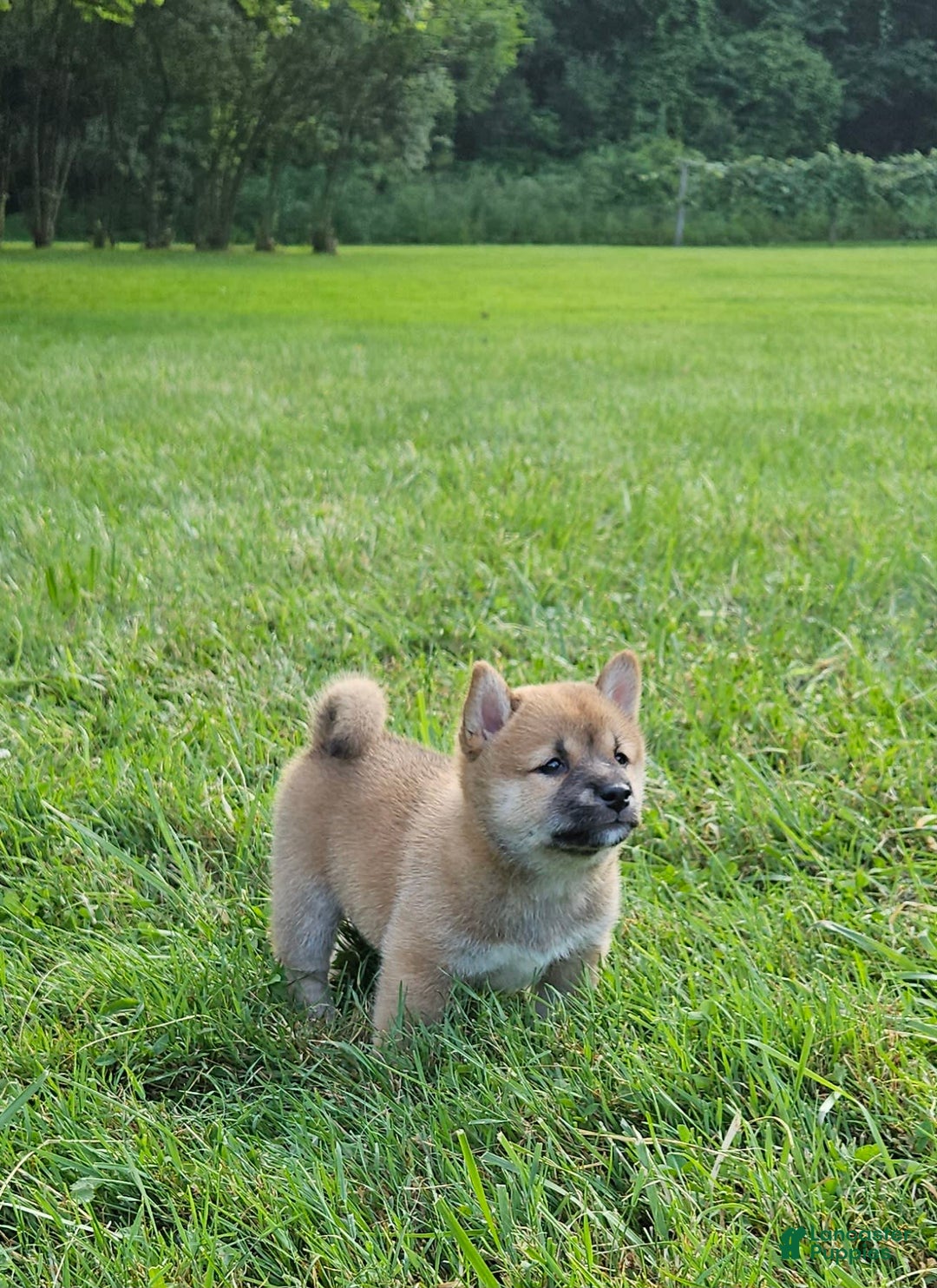 Shiba Inu dogs for sale: Rhett - Image 4