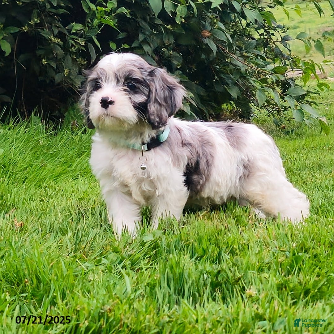 Cavapoo dogs for sale: Mason - Image 2