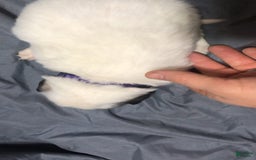 Great Pyrenees dogs for sale: Tinker Bell - Image 9