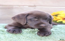 Labrador Retriever dogs for sale: Bella - Image 5