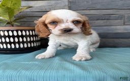 Cocker Spaniel dogs for sale: Twila - Image 12