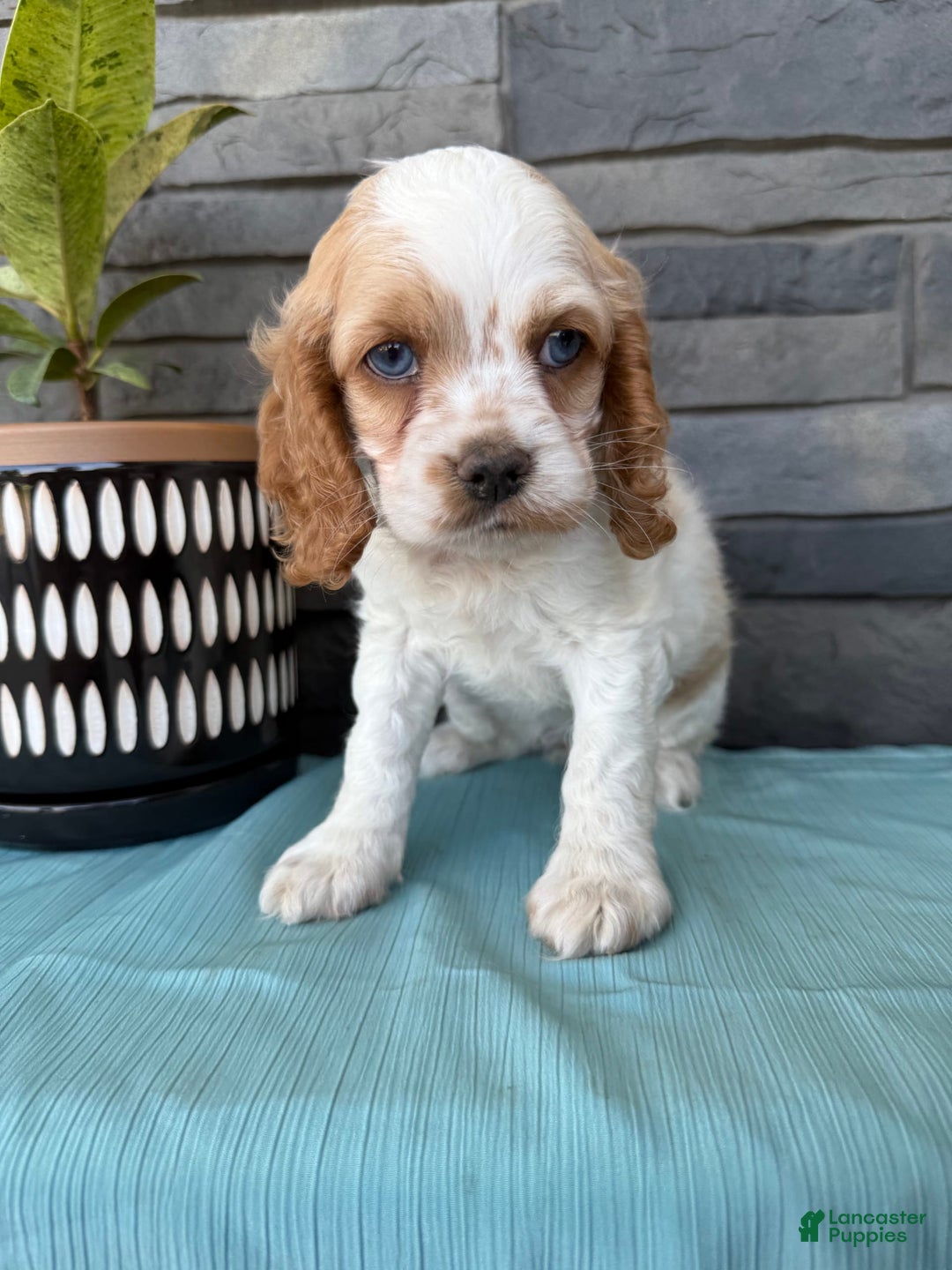 Cocker Spaniel dogs for sale: Twila - Image 12