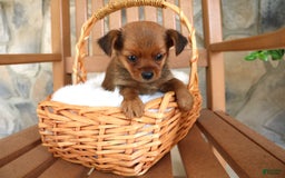 Shorkie dogs for sale: Kona - Image 6