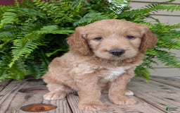 Goldendoodle dogs for sale: Lolly - Image 26