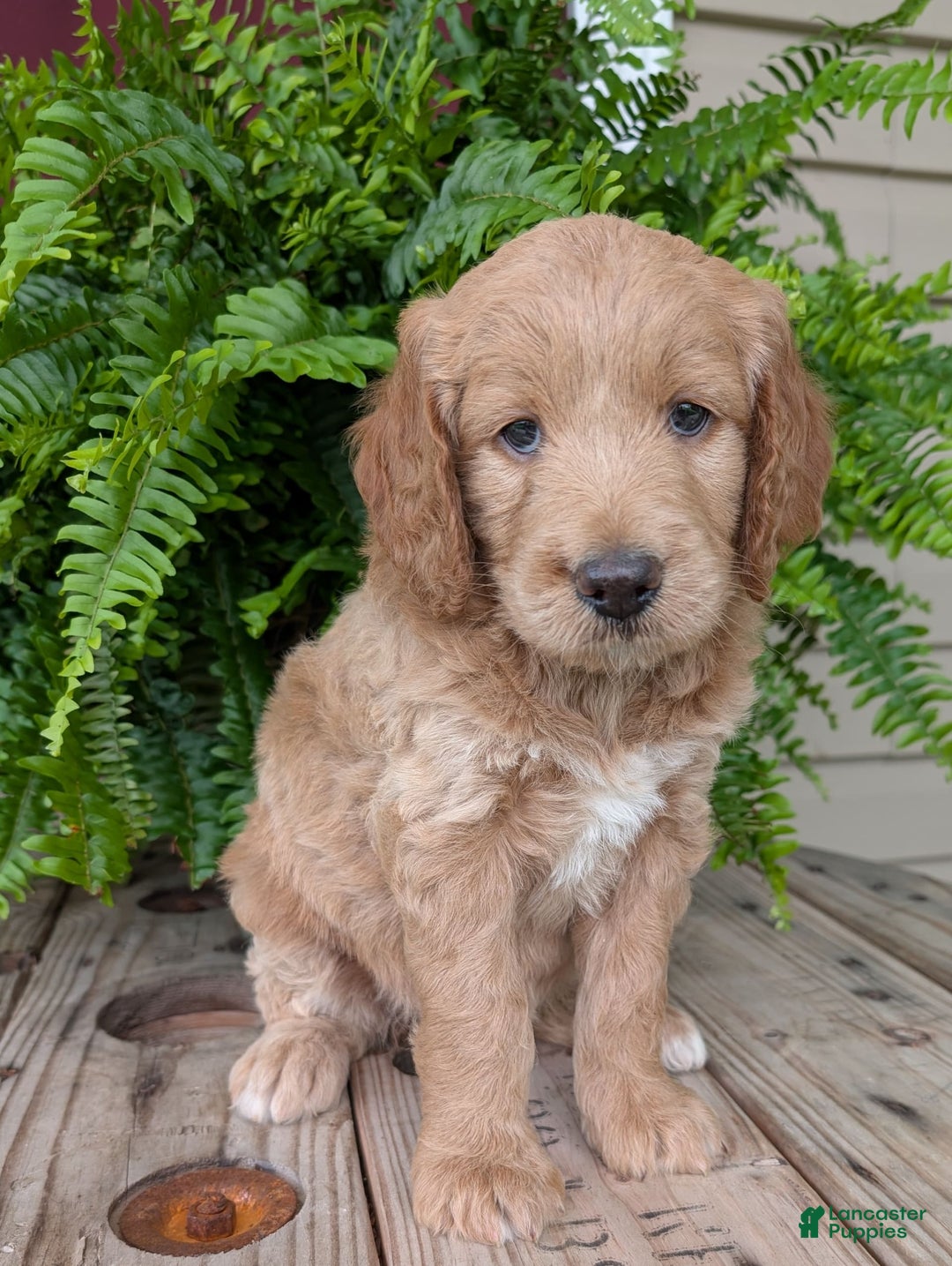 Goldendoodle dogs for sale: Lolly - Image 26