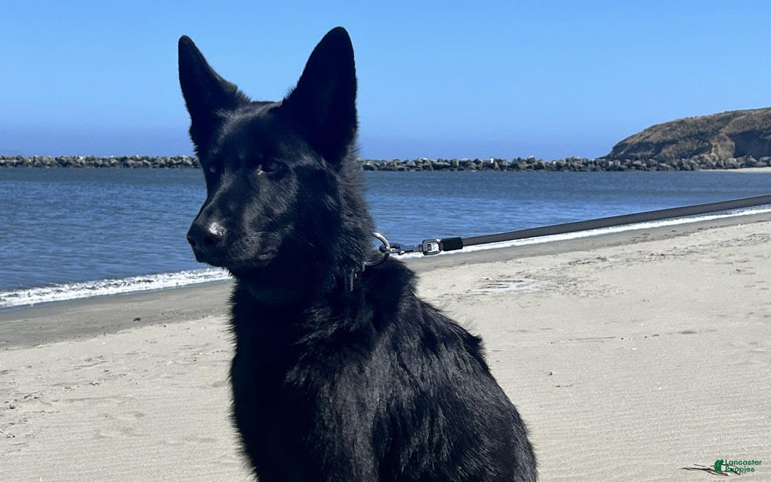 German Shepherd dogs for sale: Red - Image 5
