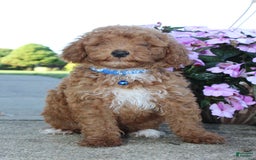 Miniature Poodle dogs for sale: Akc Patch - Image 11