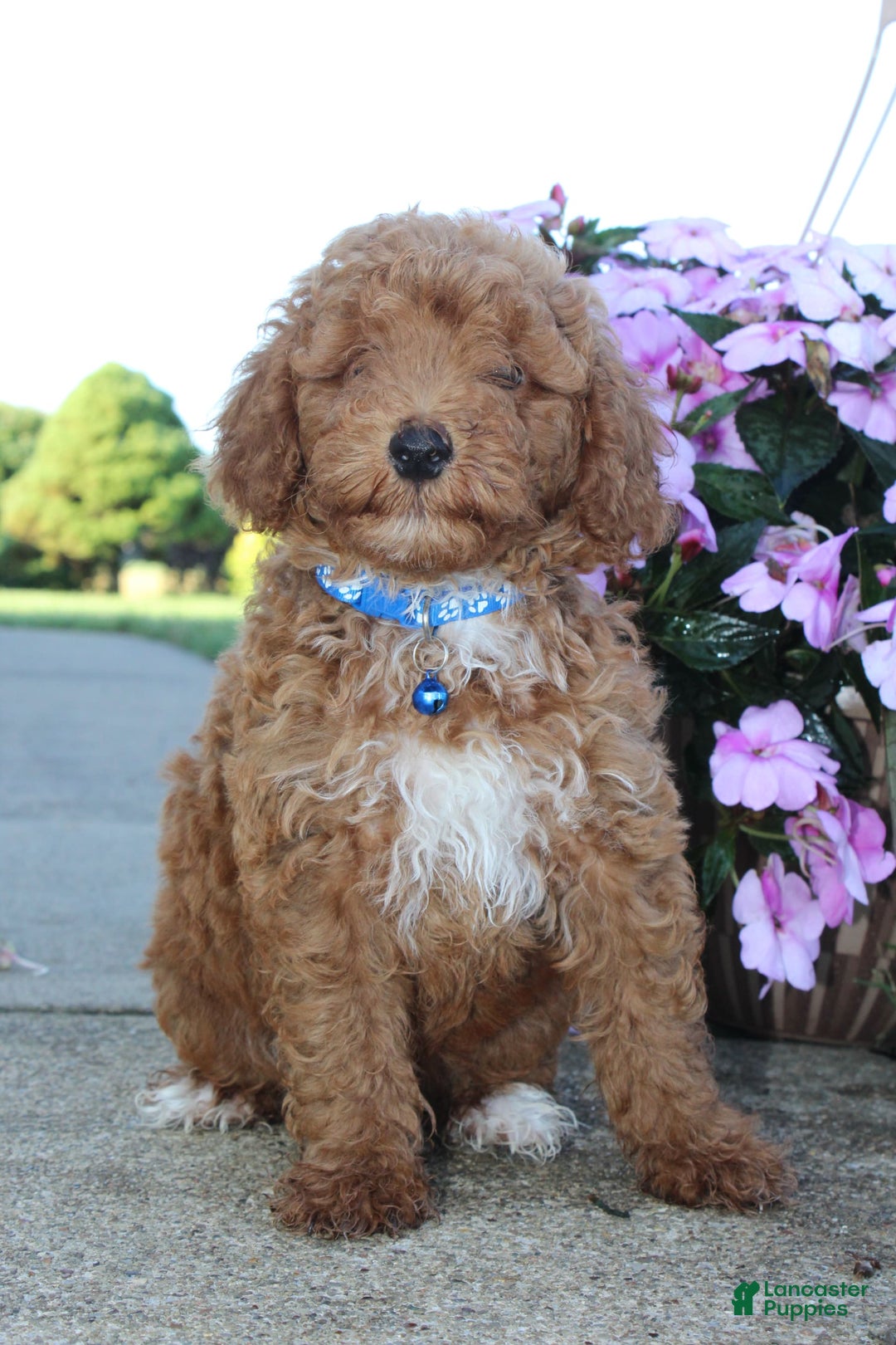 Miniature Poodle dogs for sale: Akc Patch - Image 11
