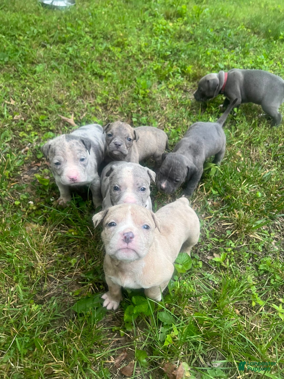 American Bully dogs for sale: Bella - Image 4