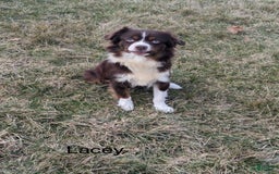 Mini Aussiedoodle dogs for sale: April - Image 11